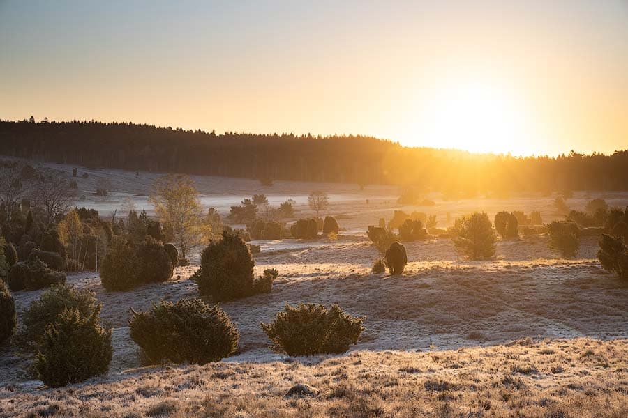 Frostiger Sonnenaufgang beobachtet vom Turmberg im Naturschutzgebiet der Lüneburger Heide