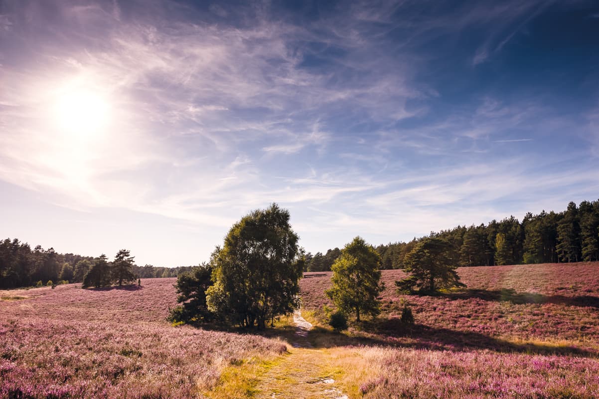 Misselhorner Heide im Naturpark Südheide zur Heideblüte