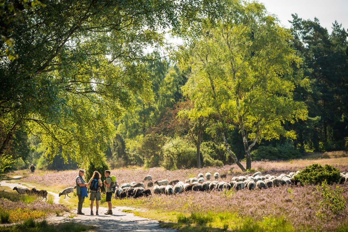 Ein Treffen mit dem Schäfer von Hörsten im Buesenbachtal gilt als sehr wahrscheinlich. Die Herde wohnt direkt beim Restaurant Schafstall und zieht täglich von dort in das Büsenbachtal oder auf den Brunsberg.