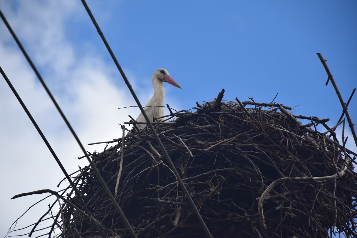 im Aller Leine Tal schaut Ein Weißstorch aus seinem Nest