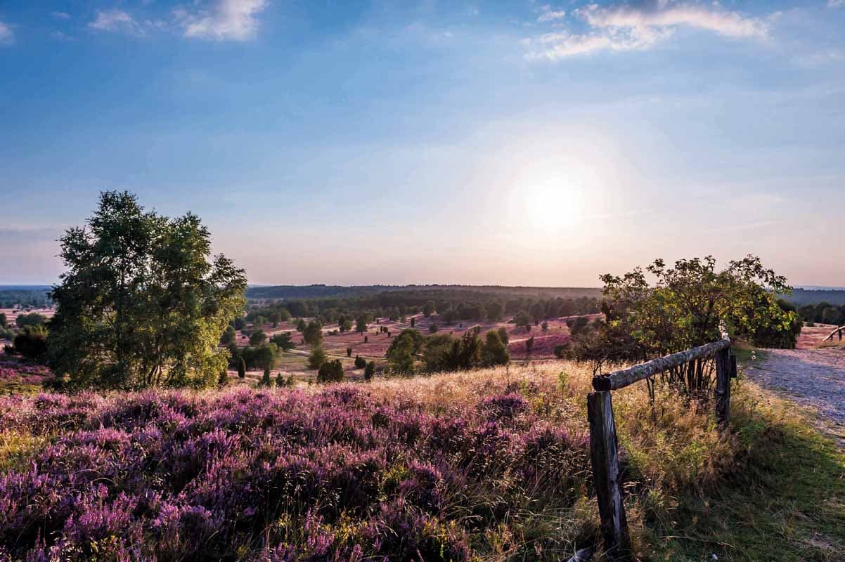 Blick vom Wilseder Berg in die Heidefläche des Naturschutzgebietes Lüneburger Heide