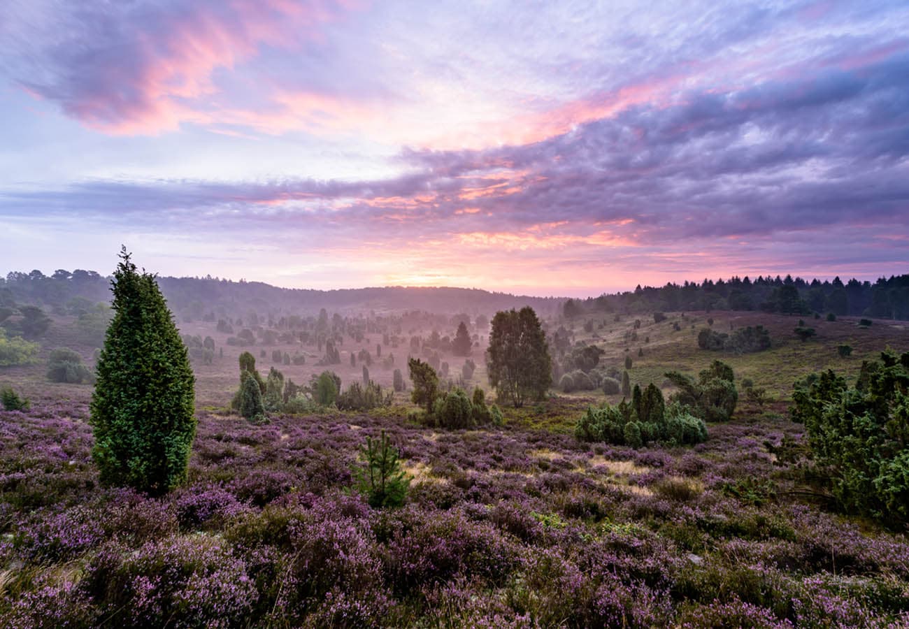 Blick in den Totengrund im Naturschutzgebiet Lüneburger Heide. Eines der schönsten Heidetäler in der Lüneburger Heide.