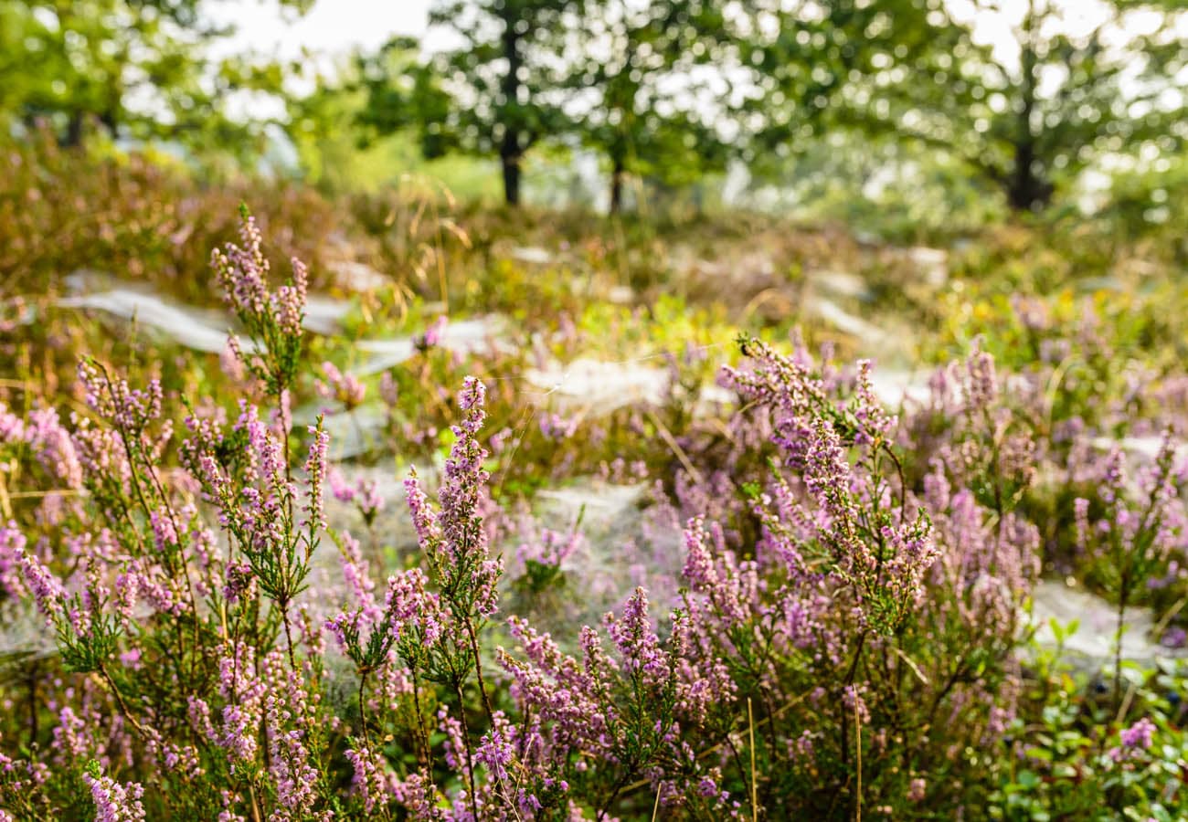 Spinnweben in den Heidepflanzen im Naturschutzgebeit Lüneburger Heide