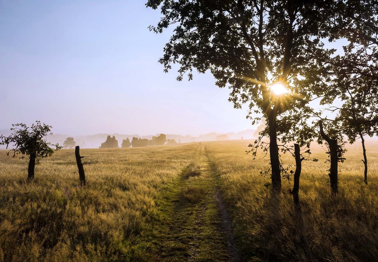 Im Heidegebiet Suhorn bei Niederhaverbeck in der Lüneburger Heide