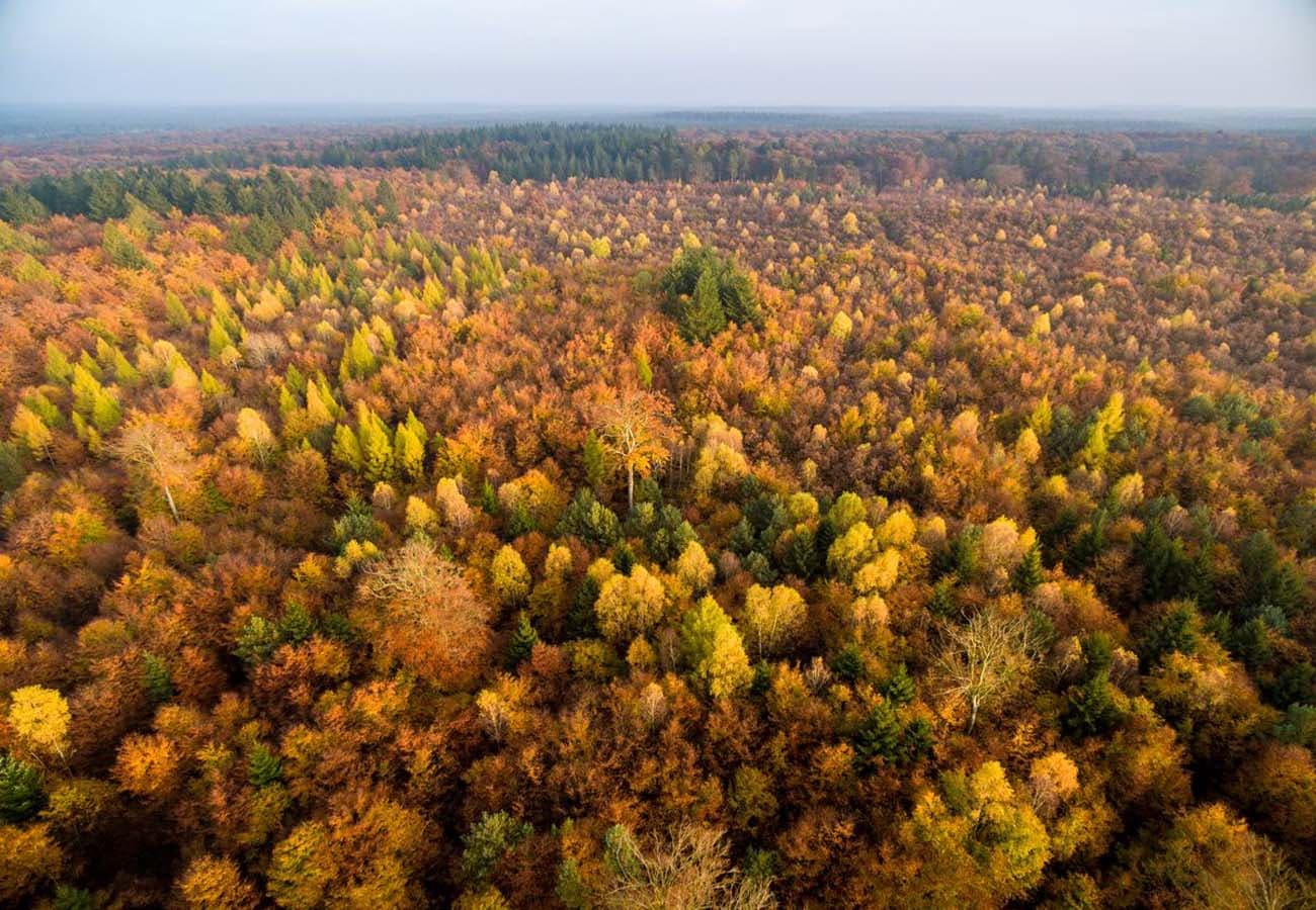 Luftaufnahme vom Lüßwald im Naturpark Südheide