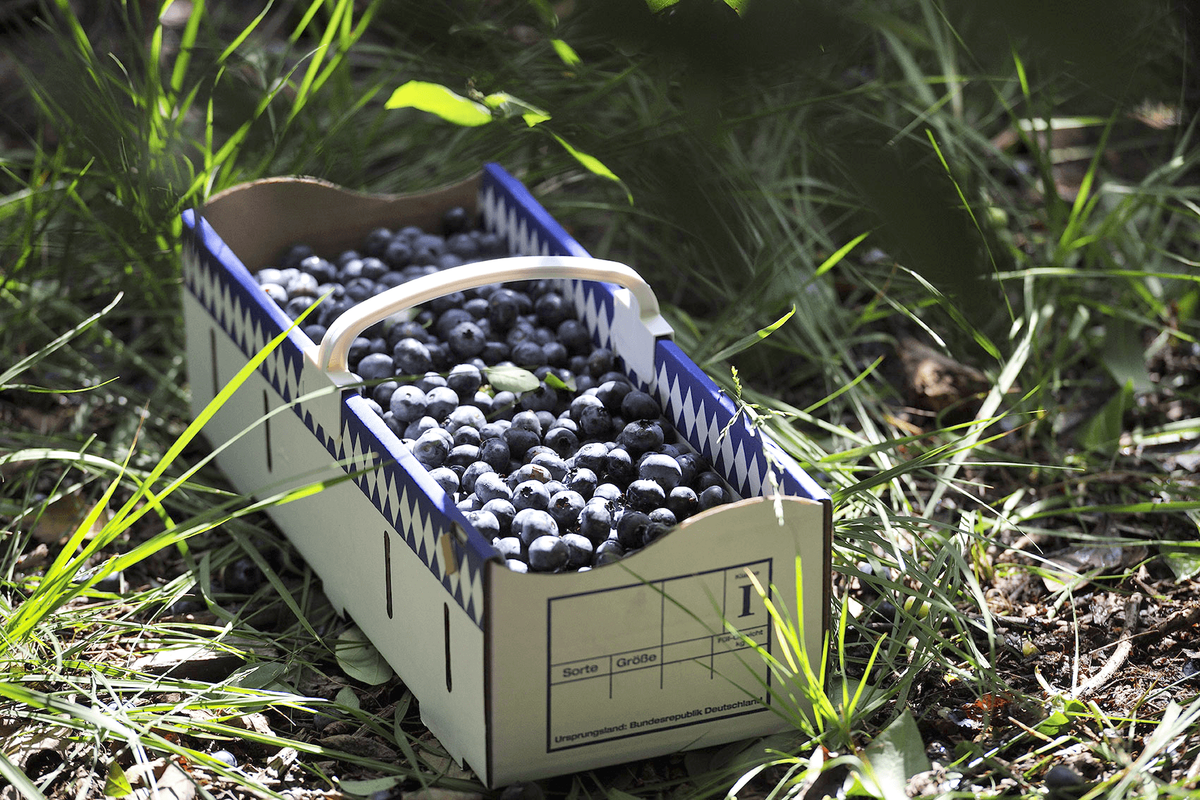 Die Lüneburger Heide ist das größte Blaubeer Anbaugebiet Deutschlands