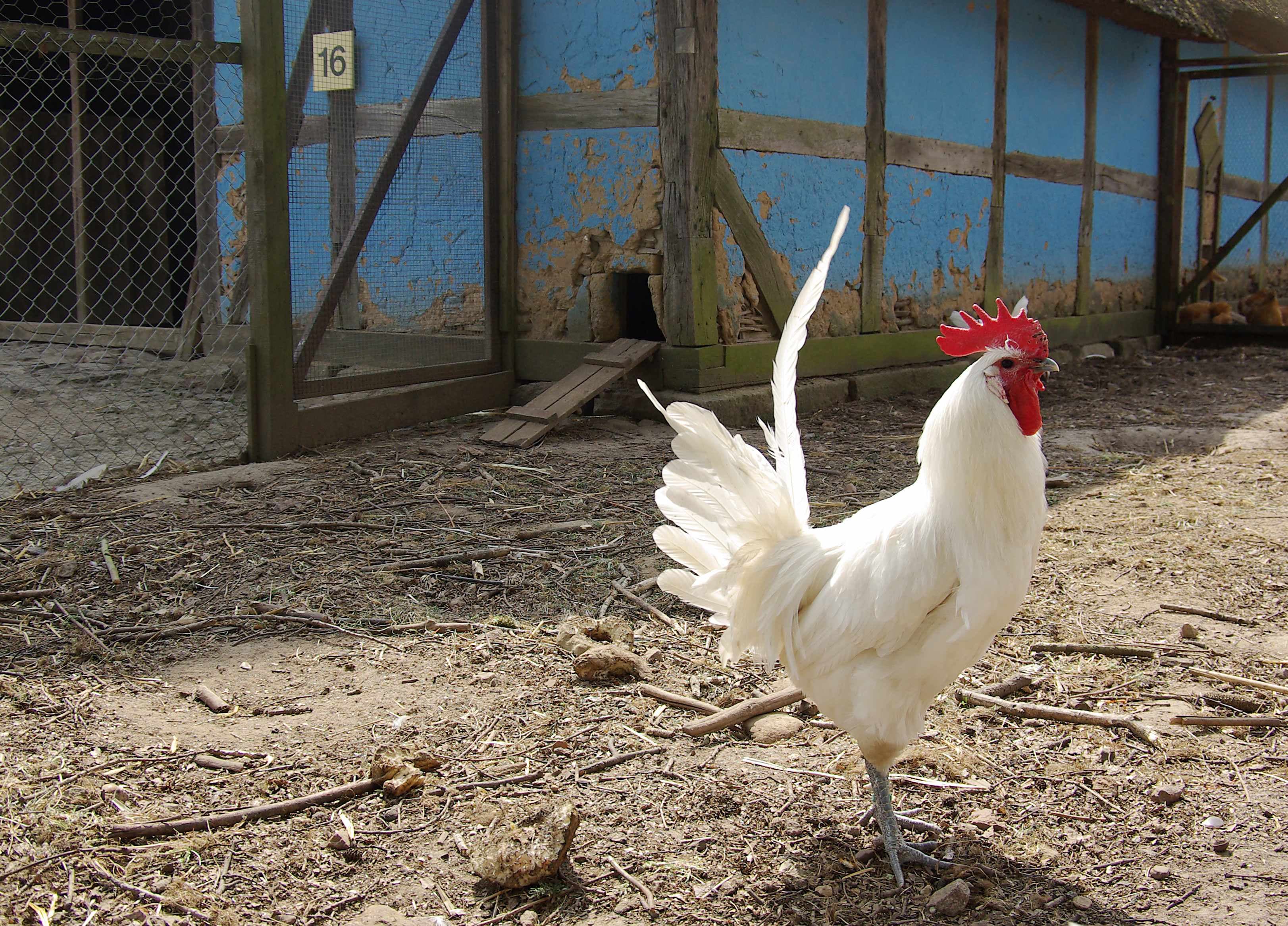 Tiere im Museum_Ramelsloher Blaubein - Foto FLMK