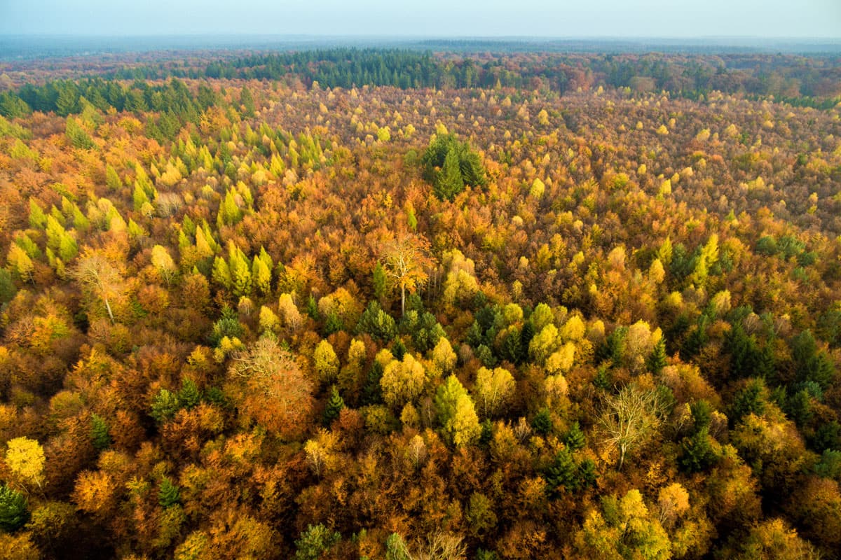 Buntes Laub im Herbst in der Lueneburger Heide