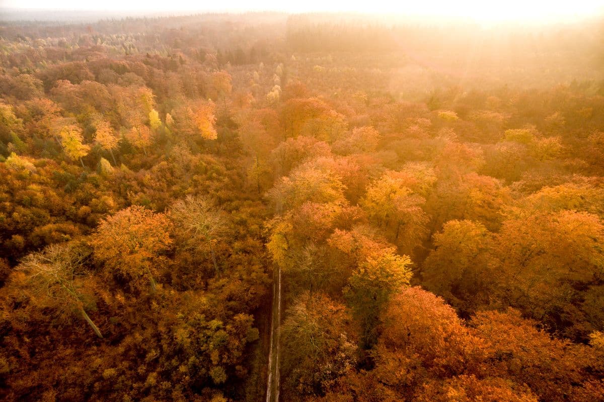 Herbst im Lüßwald bei Unterlüß im Naturpark Südheide