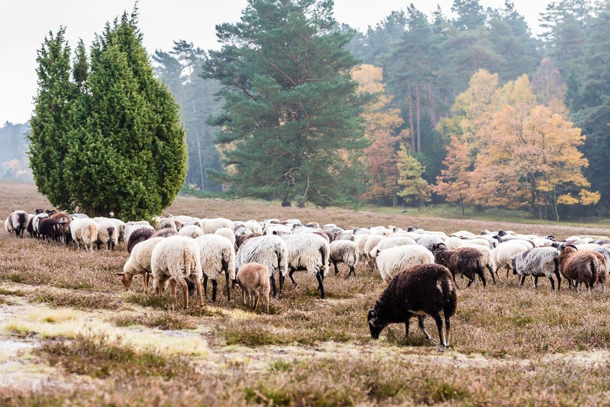 Herbst im Naturpark Südheide