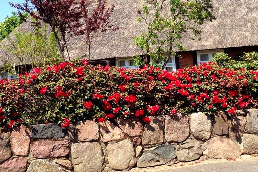 Feldsteinmauer in der Lüneburger Heide