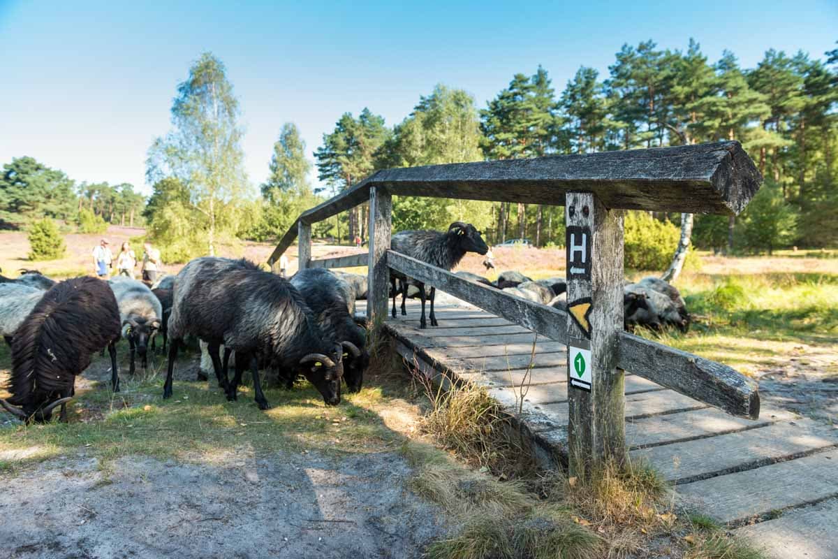 Lueneburger heide Sehenswuerdigkeit