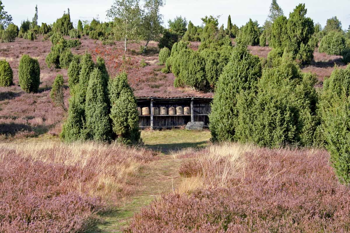 Lueneburger heide Sehenswuerdigkeit