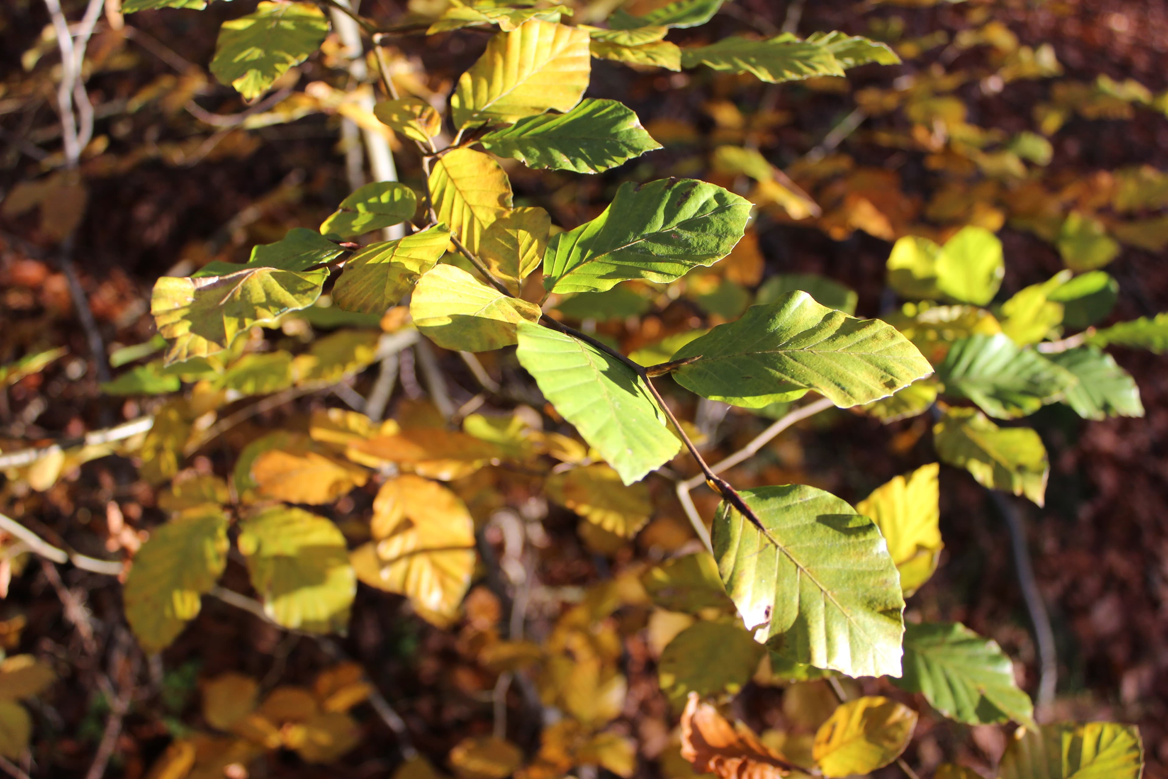Waldbaden entlang der Ilmenau Herbstlaub