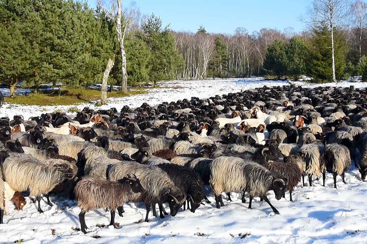 Heidschnucken im Schnee im Winter in der Lüneburger Heide