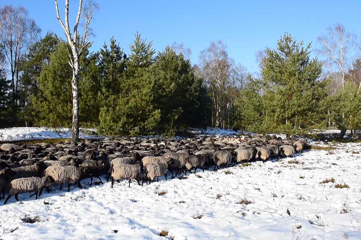 Heidschnuckenherde in der verschneiten winterlichen Lüneburger Heide