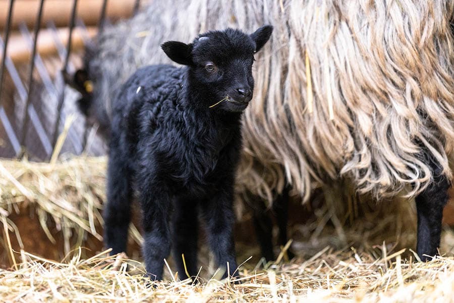 kleines Heidschnuckenlamm im Stall in Schneverdingen, in der Nähe des Pietzmoores in der Lüneburger Heide
