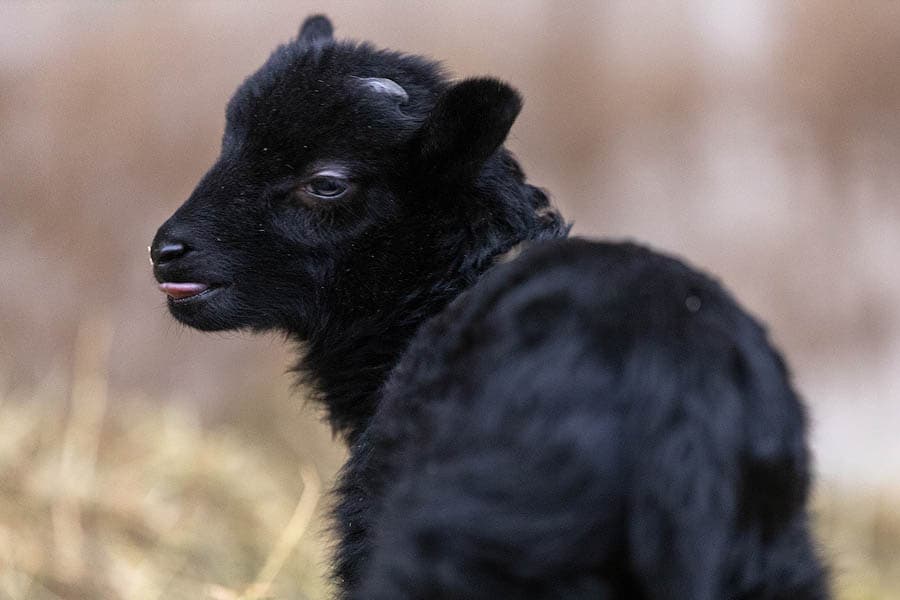 Heidschnuckenlamm im Stall in Schneverdingen in der Lüneburger Heide