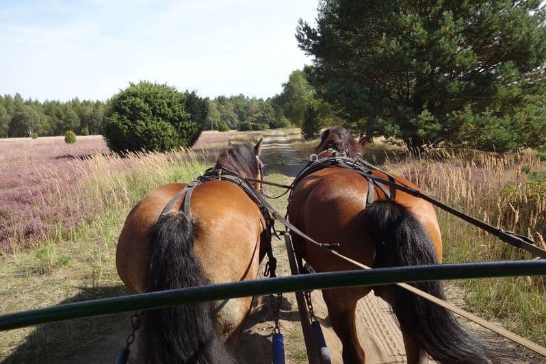 Planwagen Heidefahrten Krüger Kutscher