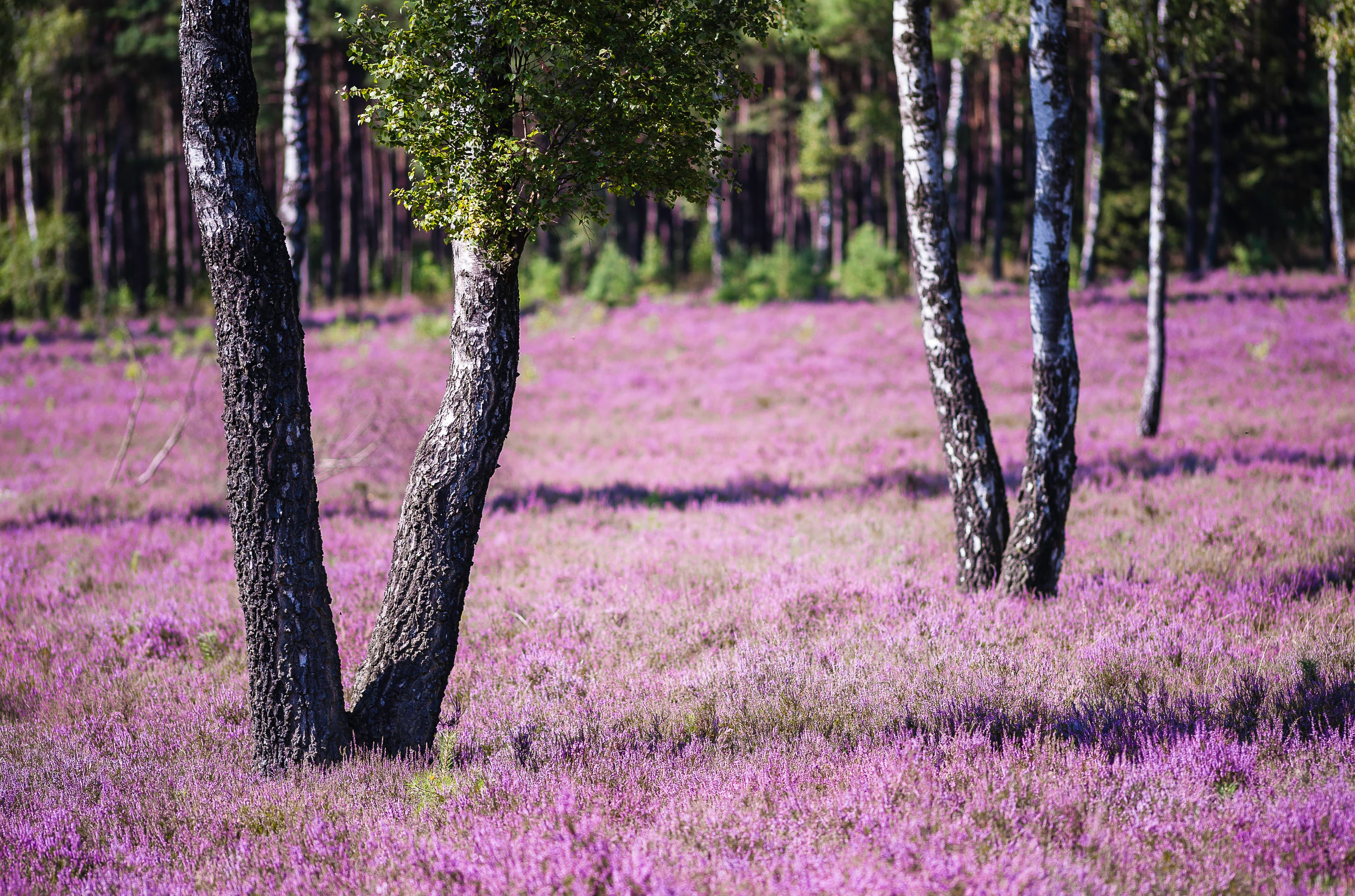 Birken prägen das Landschaftsbild der Lüneburger Heide
