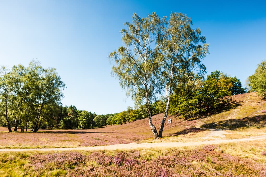 Birken in der Fischbeker Heide am Heidschnuckenweg