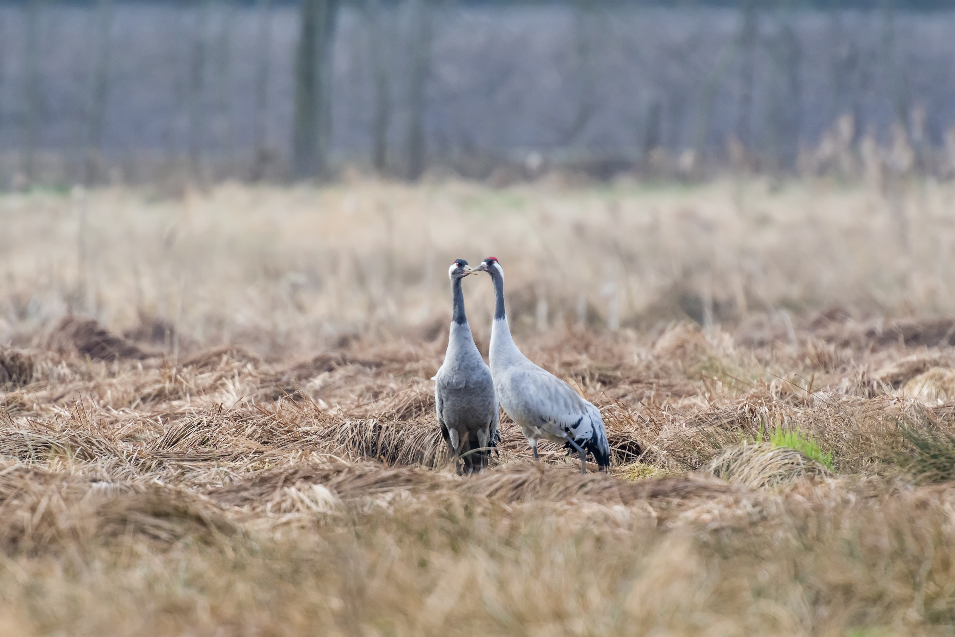 Foto Lüneburger Heide