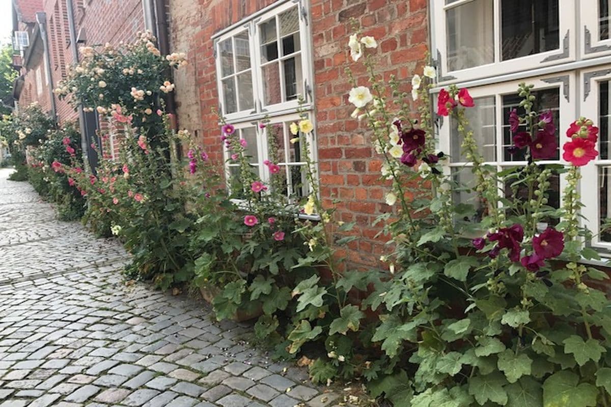 Foto Lüneburger Heide