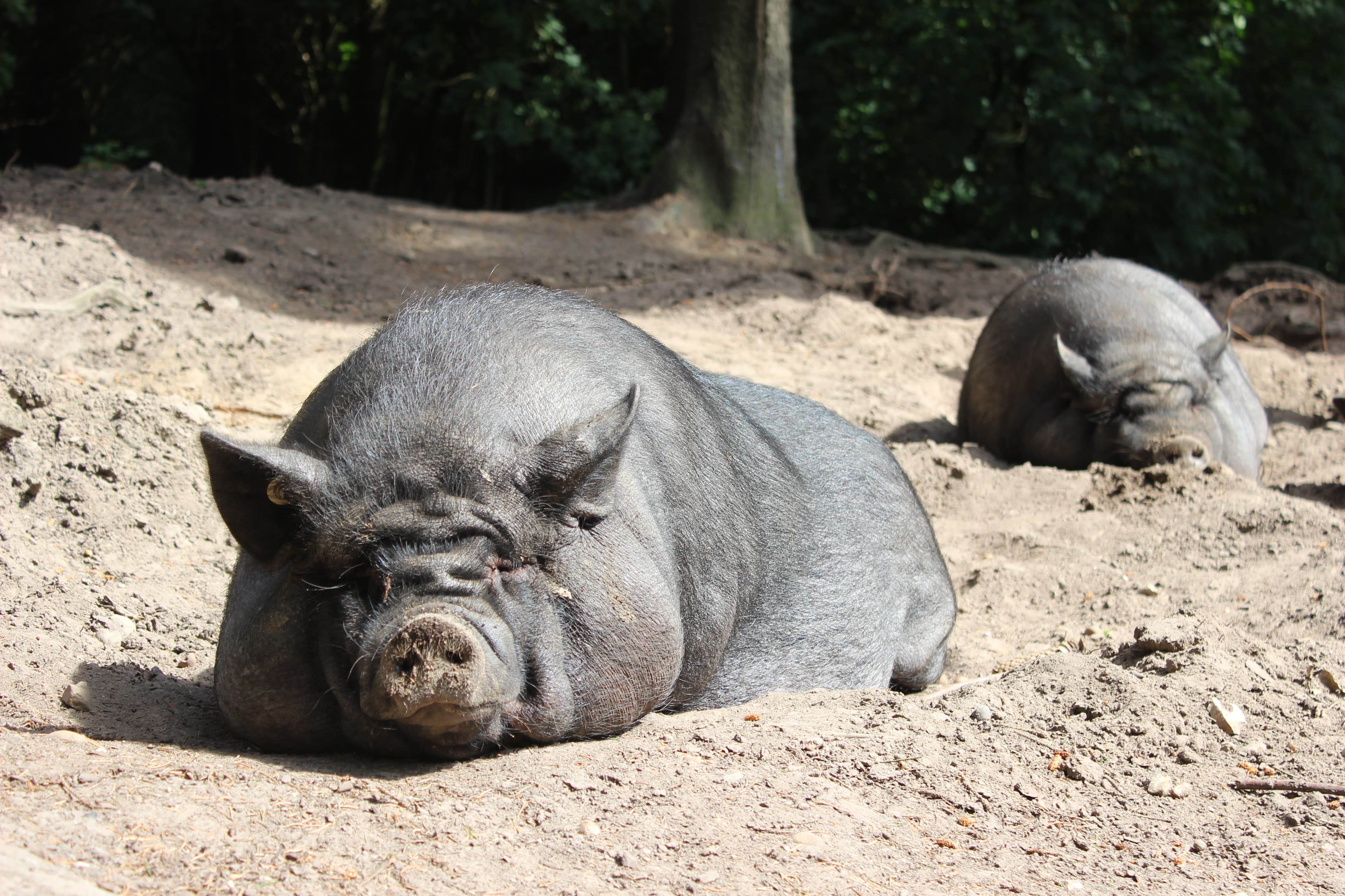 Hängebauchschweine im Wildpark Schwarze Berge - Natur pur!