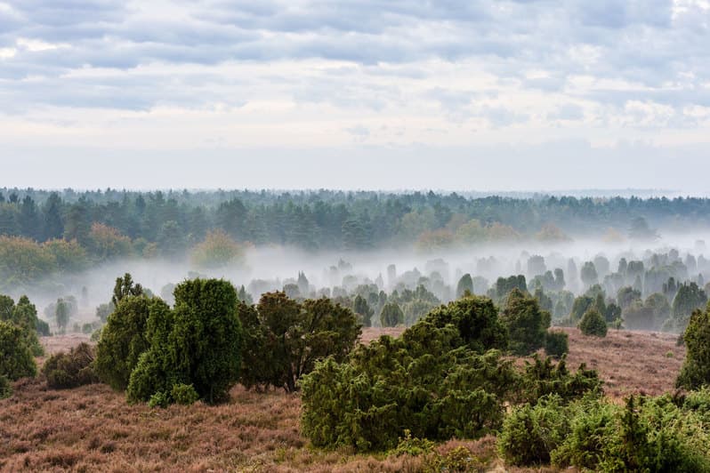 Herbst Lüneburger Heide