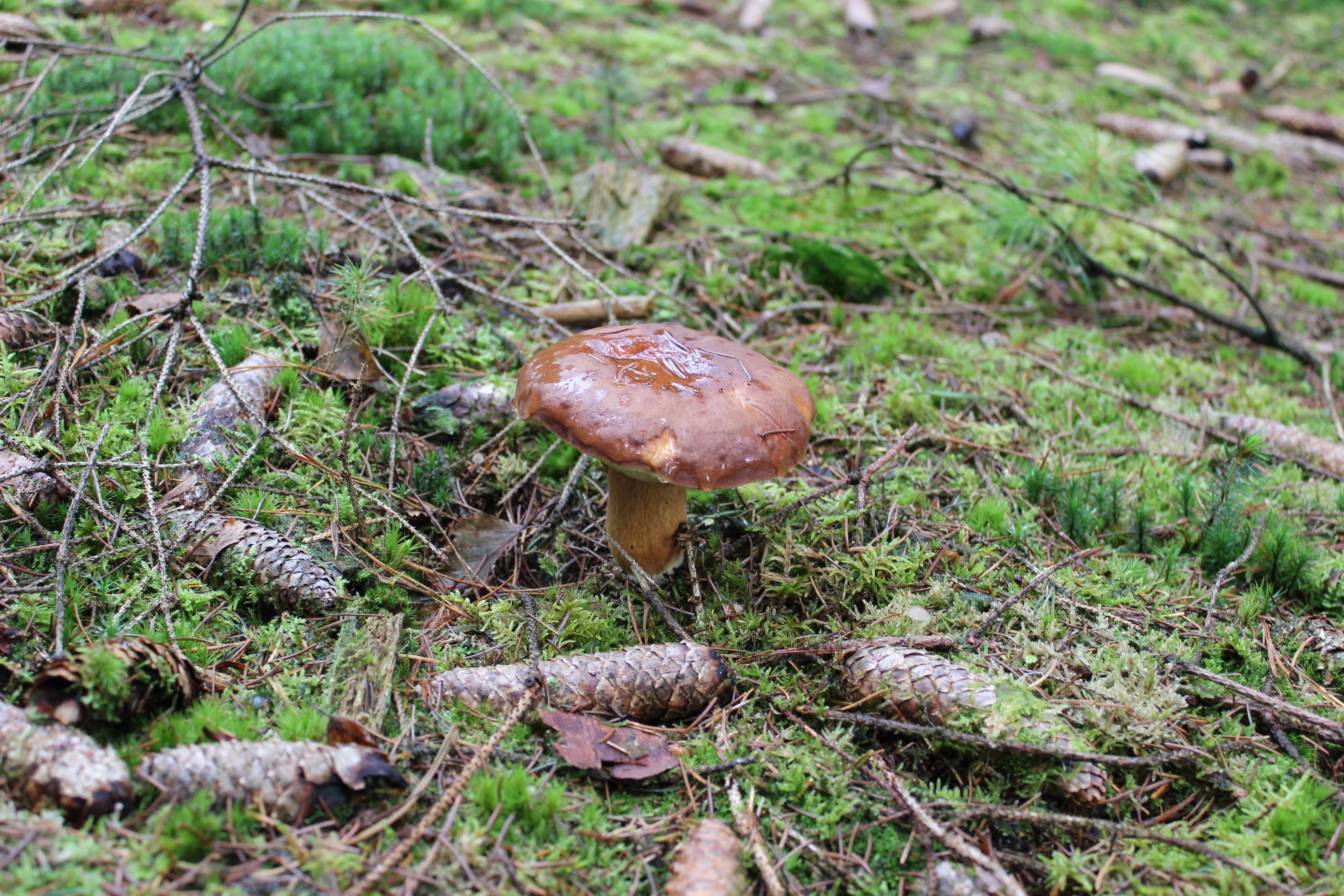 pilze sammeln in der lüneburger heide