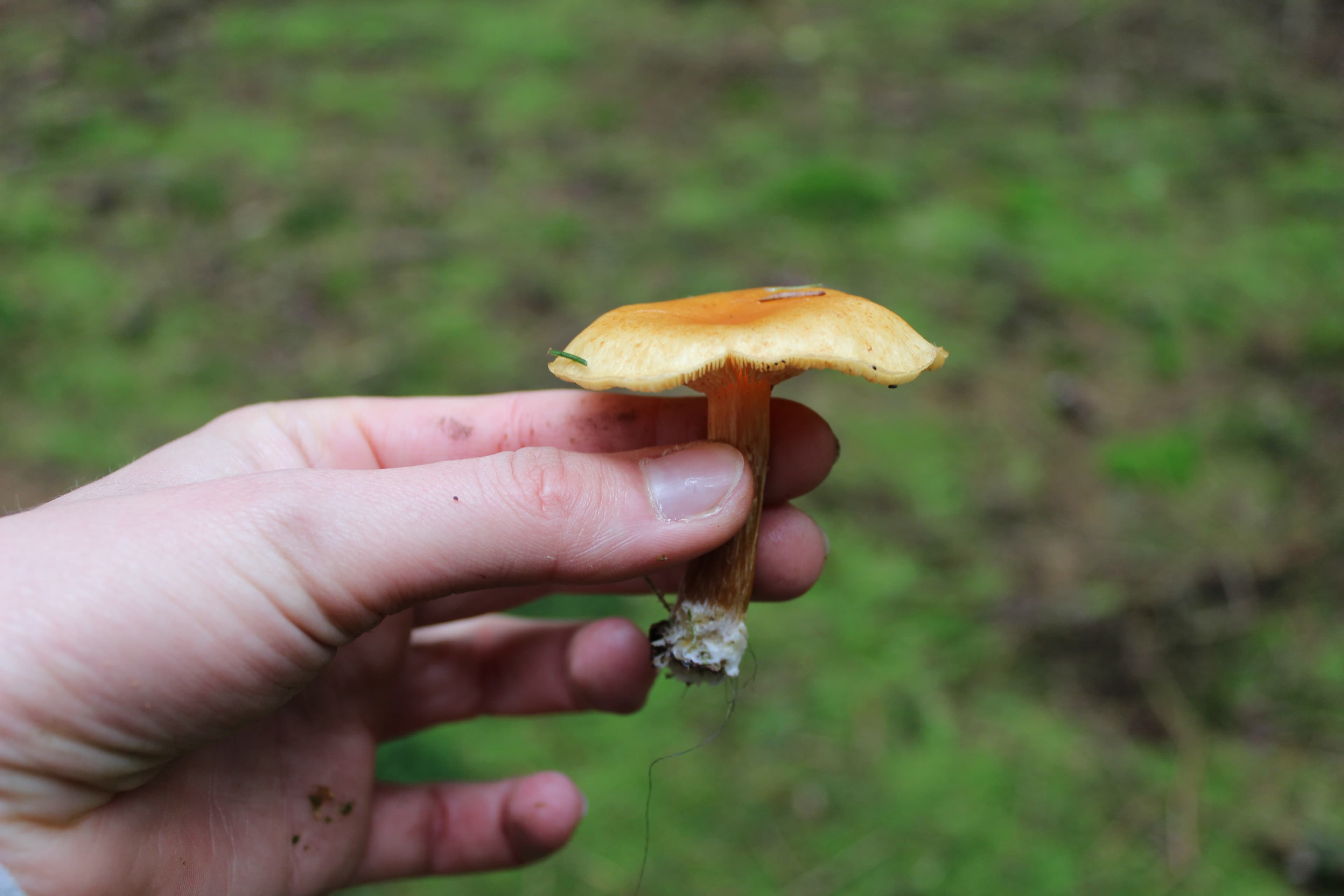 welche pilze kann ich sammeln