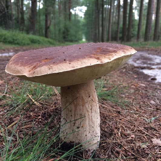 pilze sammeln in der heide