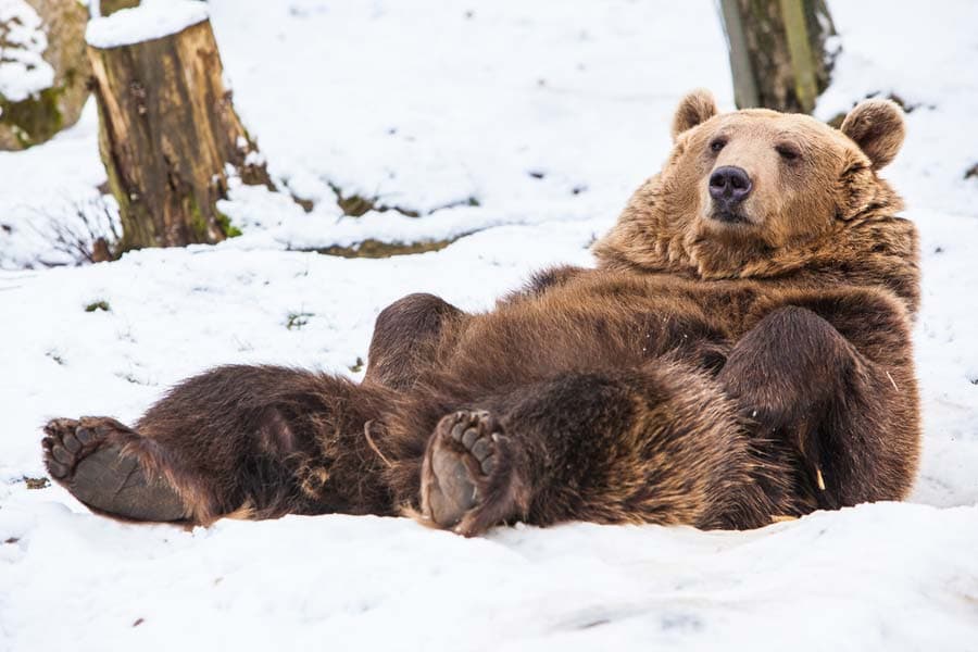 Bär im Schnee im Wildpark Lüneburger HeideBear in the snow in Lüneburg Heath Wildlife ParkBjørn i sneen i Lüneburg Heath Wildlife ParkBeer in de sneeuw in het wildpark op de Lüneburger Heide
