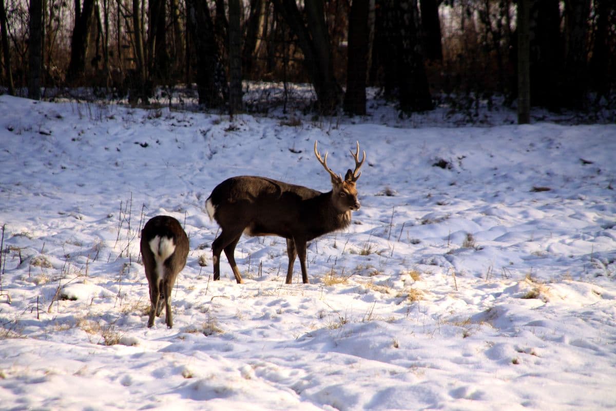 Wildpark Müden (Örtze) Rotwild im Winter Lüneburger Heide