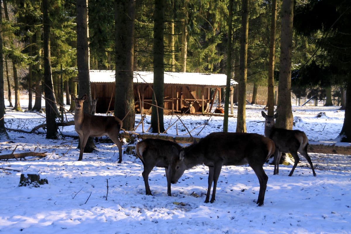 Wildpark Müden (Örtze) Lüneburger Heide im Winter