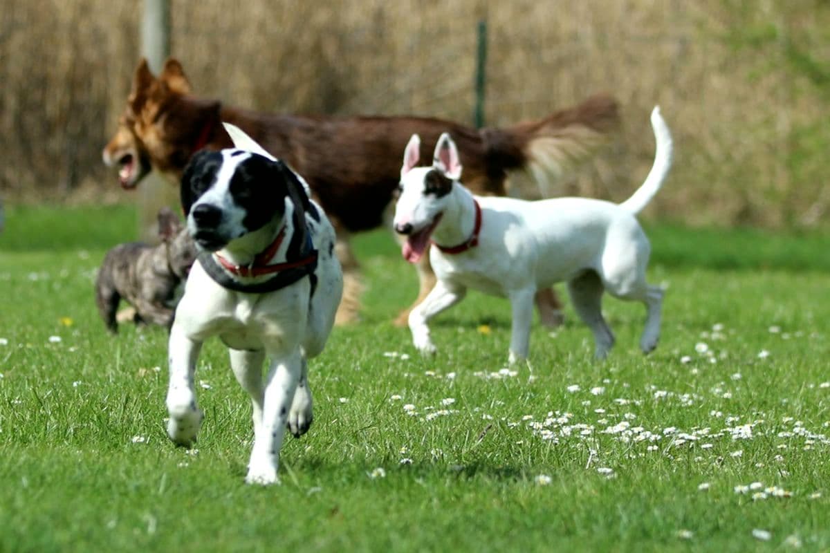 Ferienhaus mit Zaun für Urlaub mit Hund