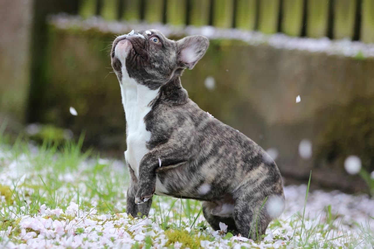 Ferienhaus mit Zaun in der Lüneburger Heide