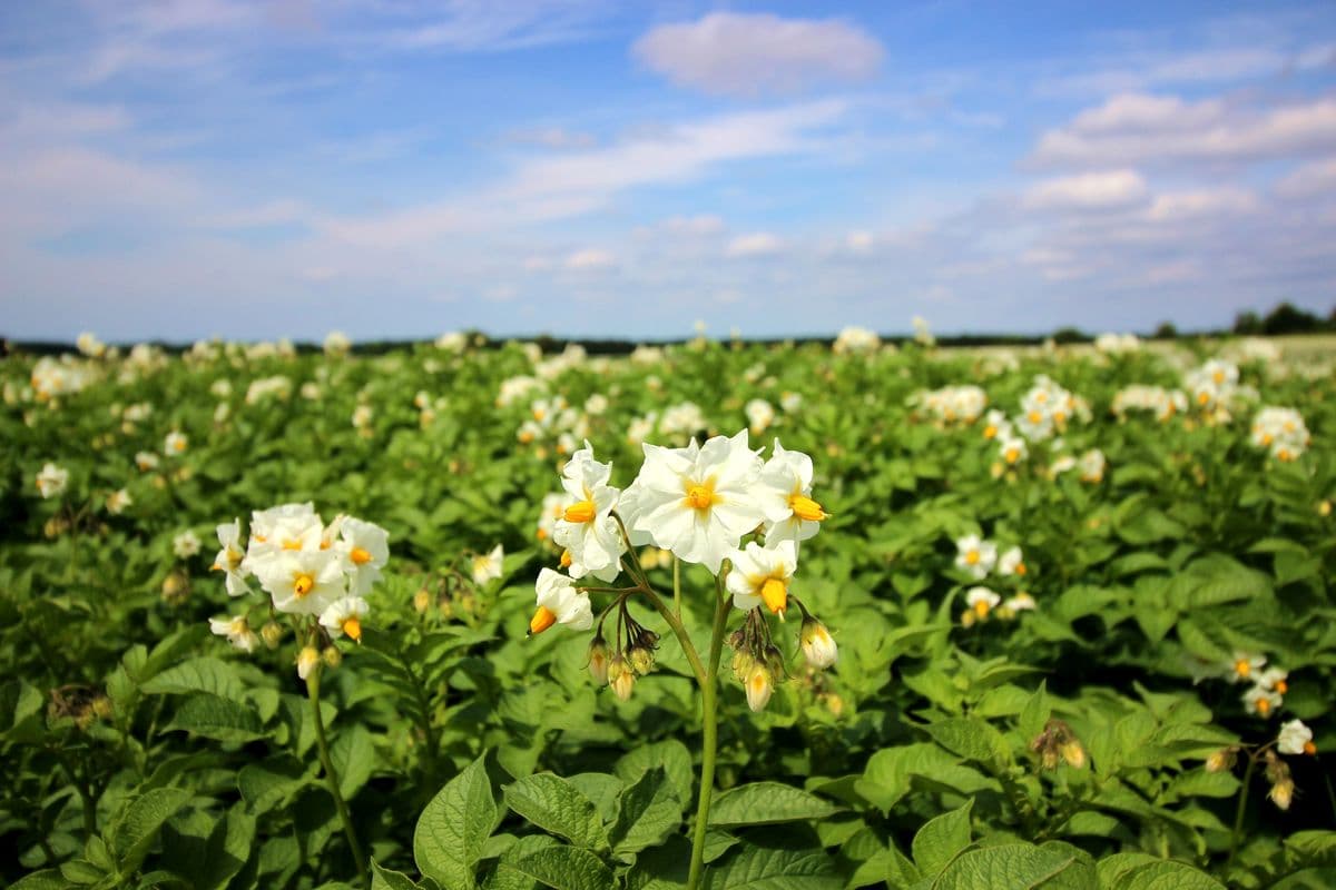 Kartoffelfeld in Faßberg