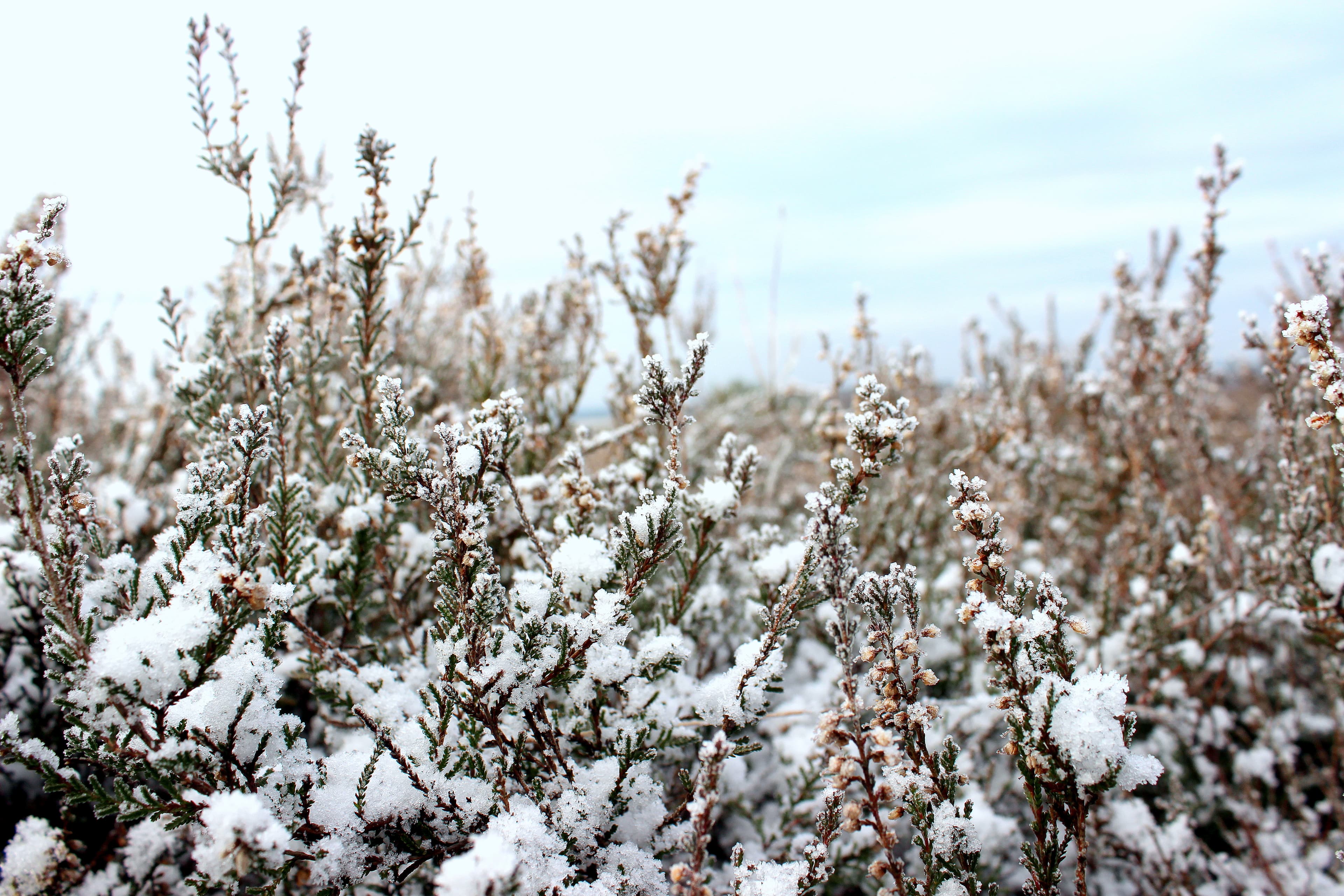 Besenheide im Schnee im Winter in der Lüneburger Heide