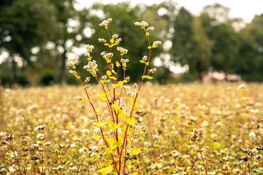 Buchweizen ist ein Knöterichgewächs für glutenfreie Ernährung