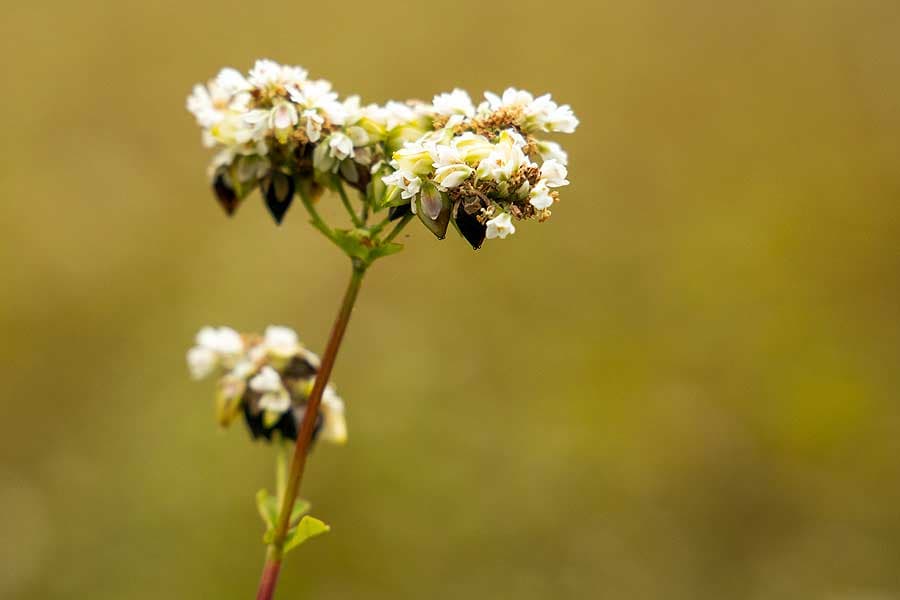 Buchweizen pflanze Anbau in der Lüneburger Heide