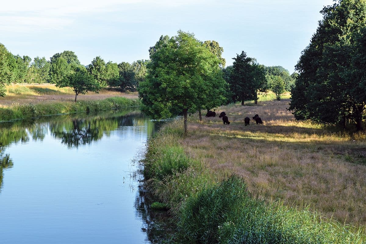 W2-Die Aller bei Wienhausen