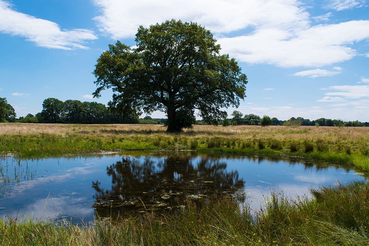 W4- DIe Alleridylle bei Wienhausen