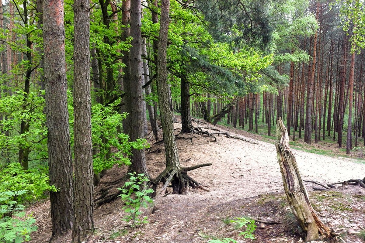 Wanderweg 5 - Waldstück bei Sandlingen