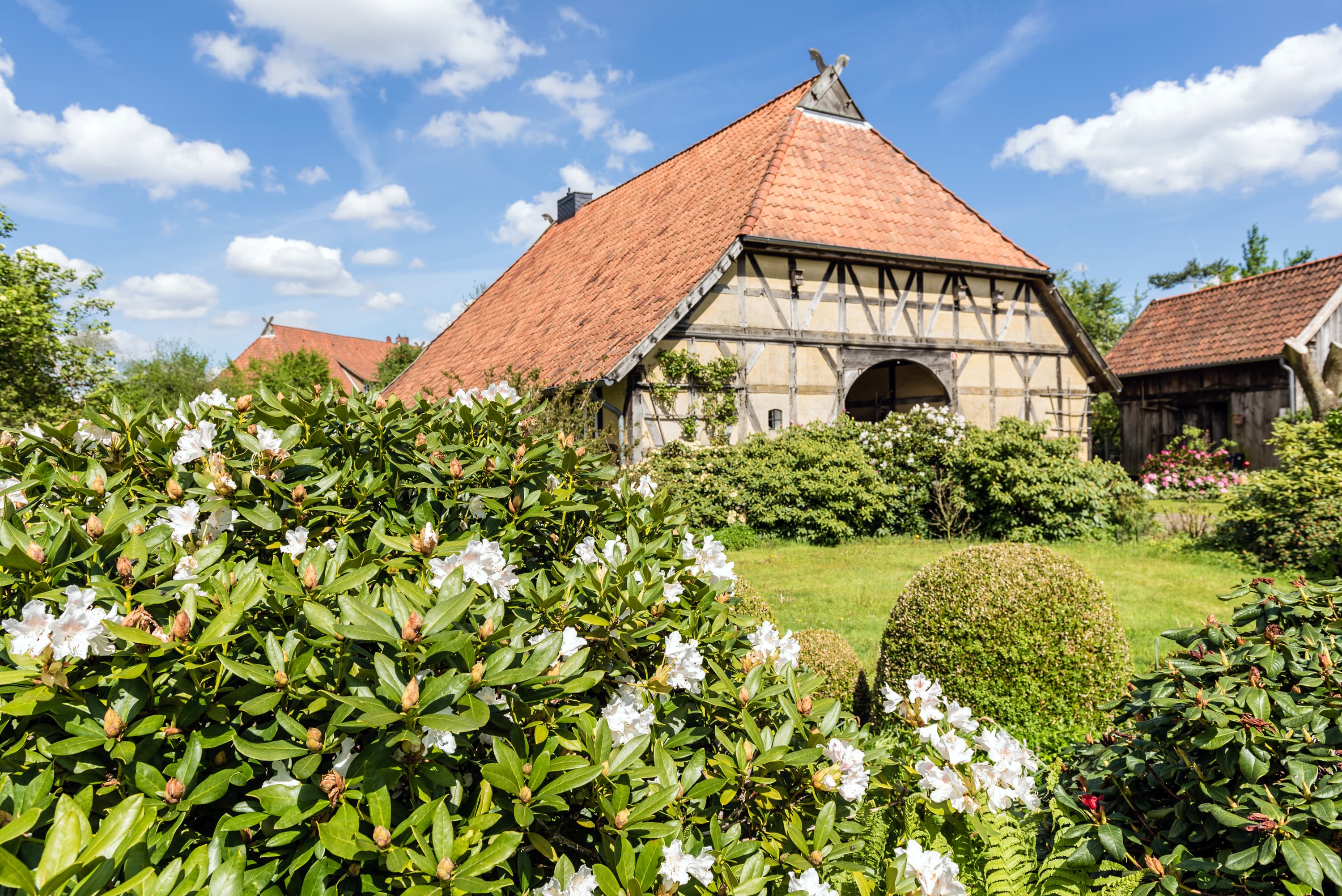 Pressebilder Frühling in der Lüneburger Heide Fachwerk Haus Azaleen Rhododendron