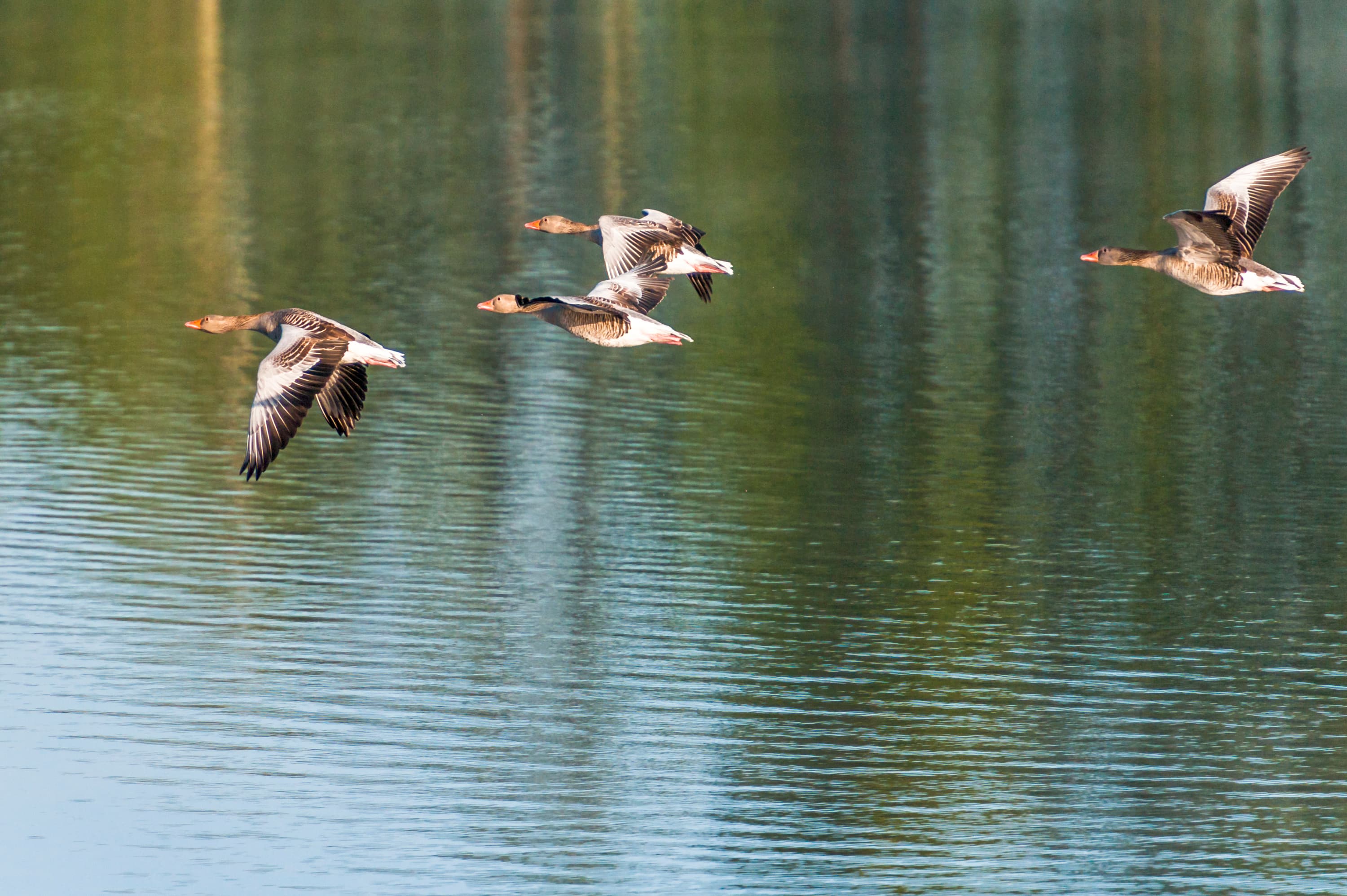 Presse Bild Frühling Lüneburger Heide Vogelzug