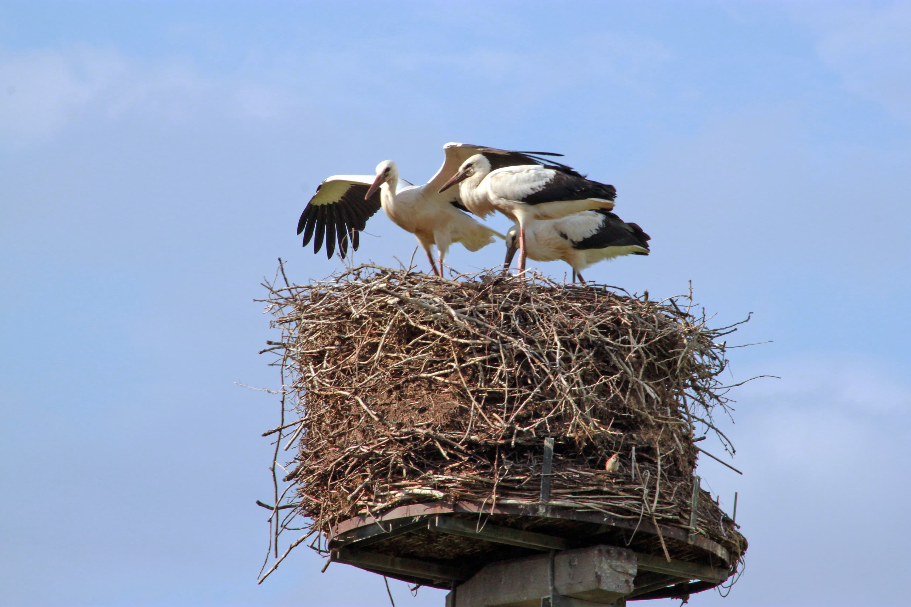 Presse Bild Frühling Lüneburger Heide STörche bauen Nest