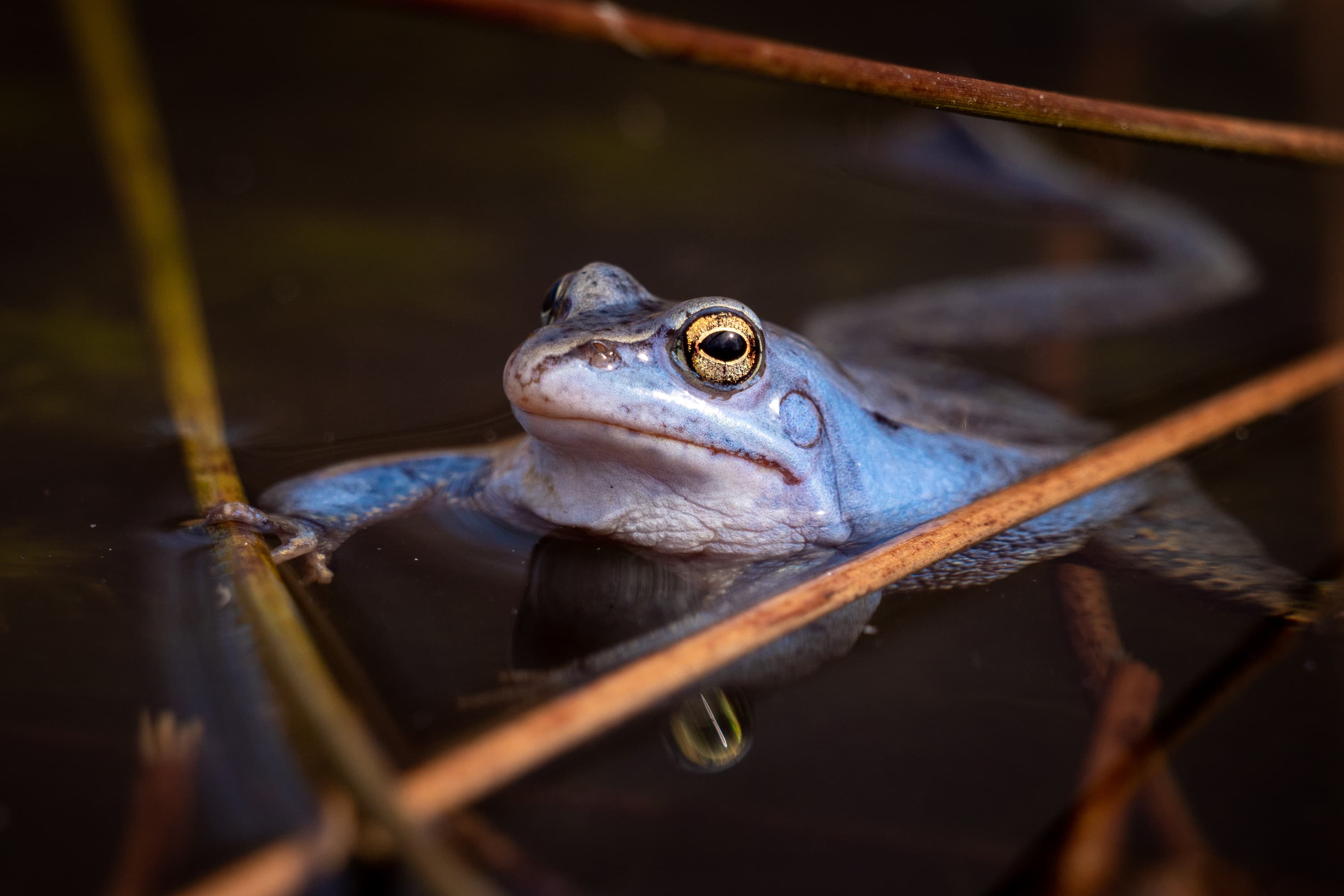 Presse Bild Frühling Lüneburger Heide Moorfrosch blau Paarung