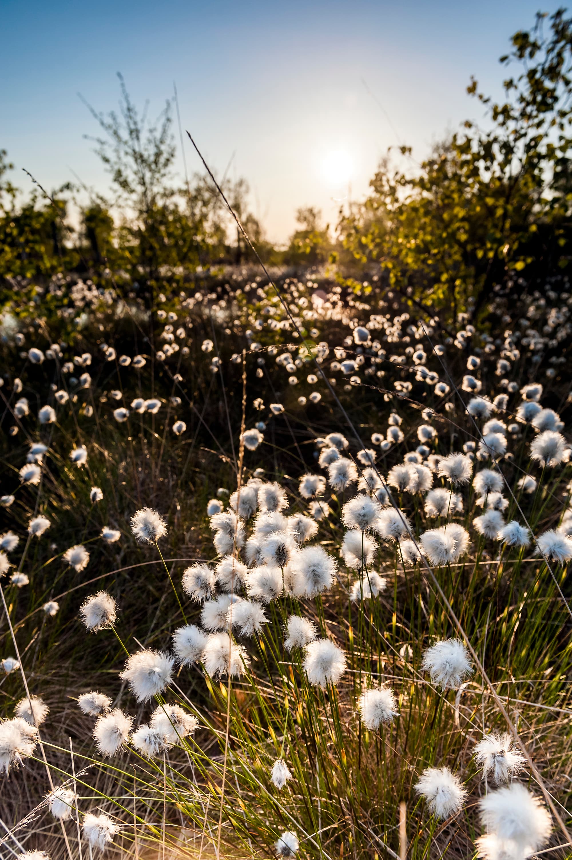 Wollgras Blüte Pietzmoor Presse Bild Frühling Lüneburger Heide