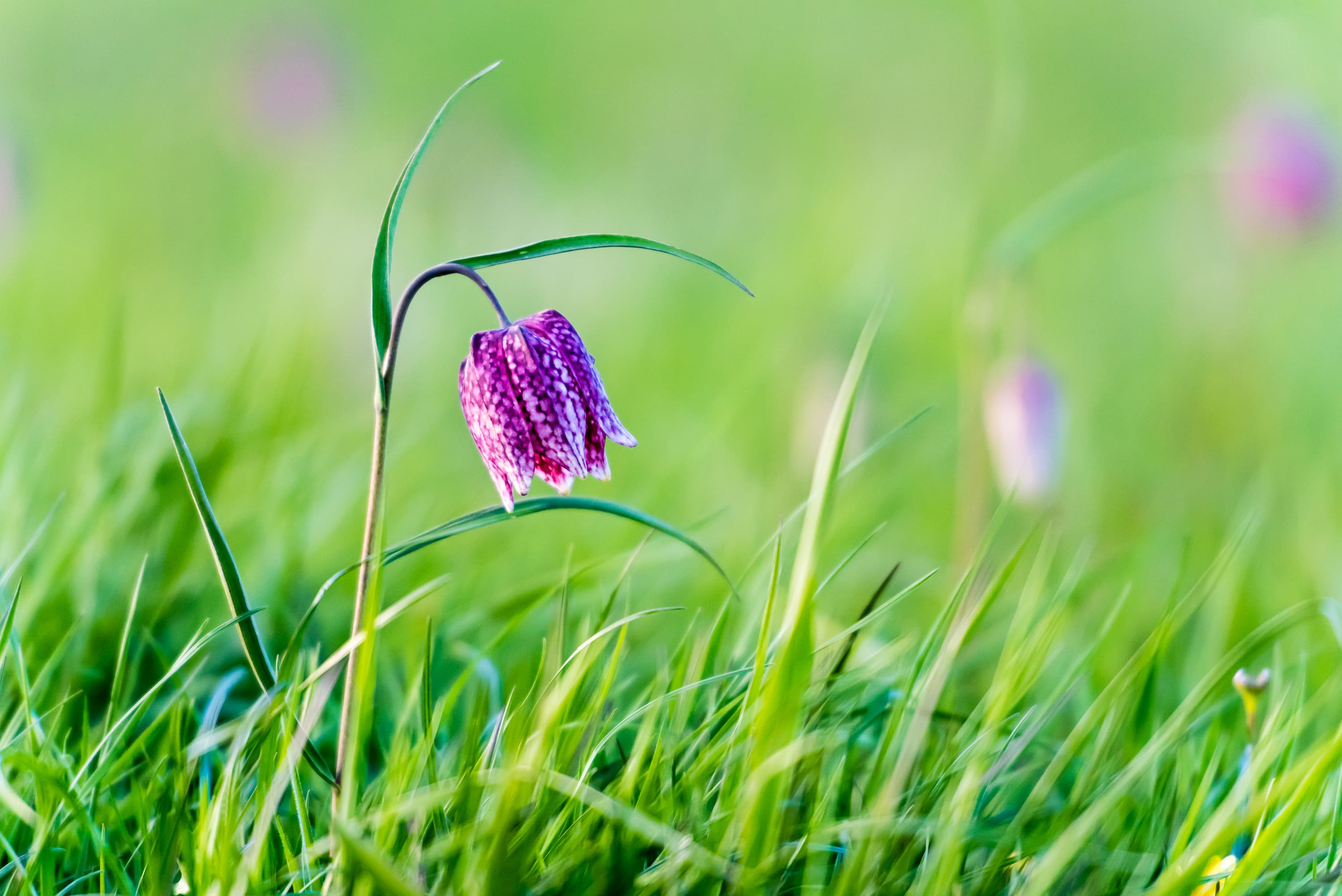 Schachbrett Blume Blüte Presse Bild Frühling Lüneburger Heide